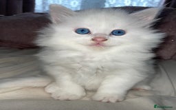 Turkish Angora cats for sale: Gorgeous white fluffy Turkish angora kittens  - Advert 11