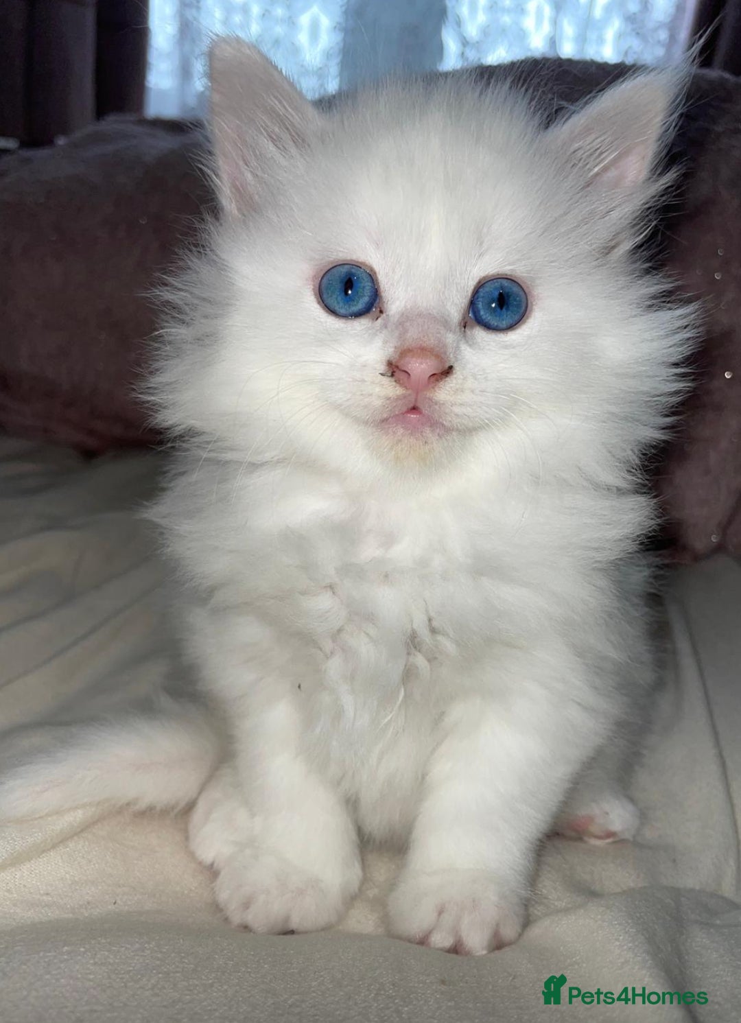 Turkish Angora cats for sale: Gorgeous white fluffy Turkish angora kittens  - Advert 11