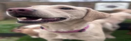 Labrador Retriever dogs for sale: Labradors looking for new home in Dalkeith - Advert 5