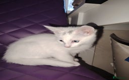 Mixed Breed cats for sale: 3 kittens for sale  - Image 9