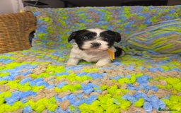 Biewer Terrier dogs for sale: Pure breed Biewer Terrier puppies 4 Generation  - Image 13