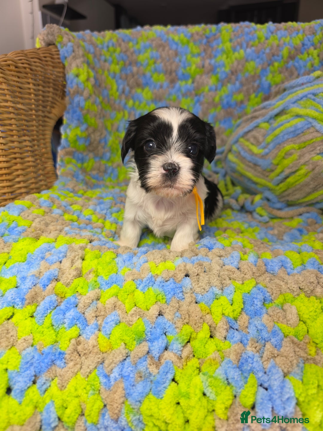 Biewer Terrier dogs for sale: Pure breed Biewer Terrier puppies 4 Generation  - Image 13