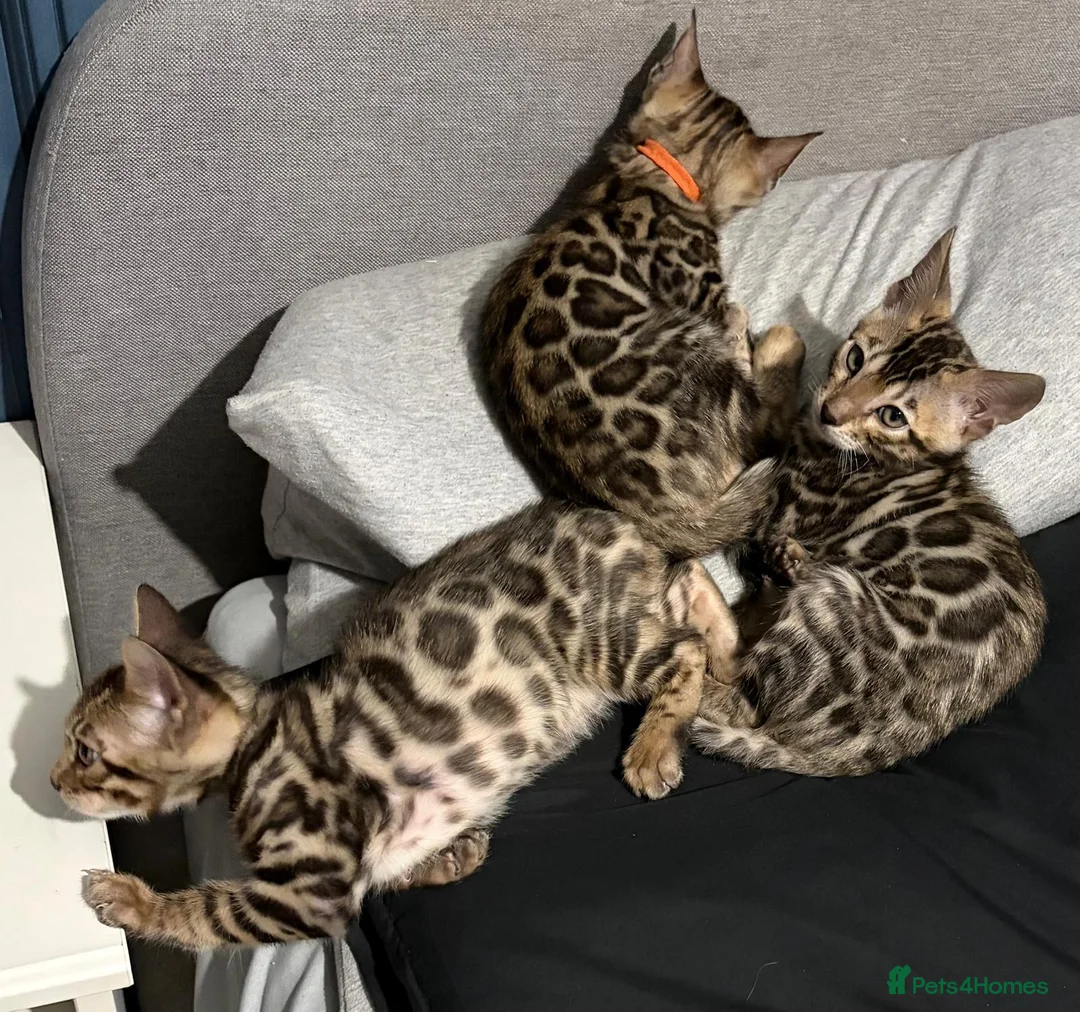 Bengal cats for sale: Beautiful 5‑Month Tica Bengal Boys – Ready Now - Advert 1