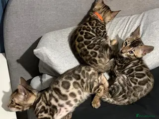 Bengal cats Beautiful 5‑Month Tica Bengal Boys – Ready Now - Advert 5