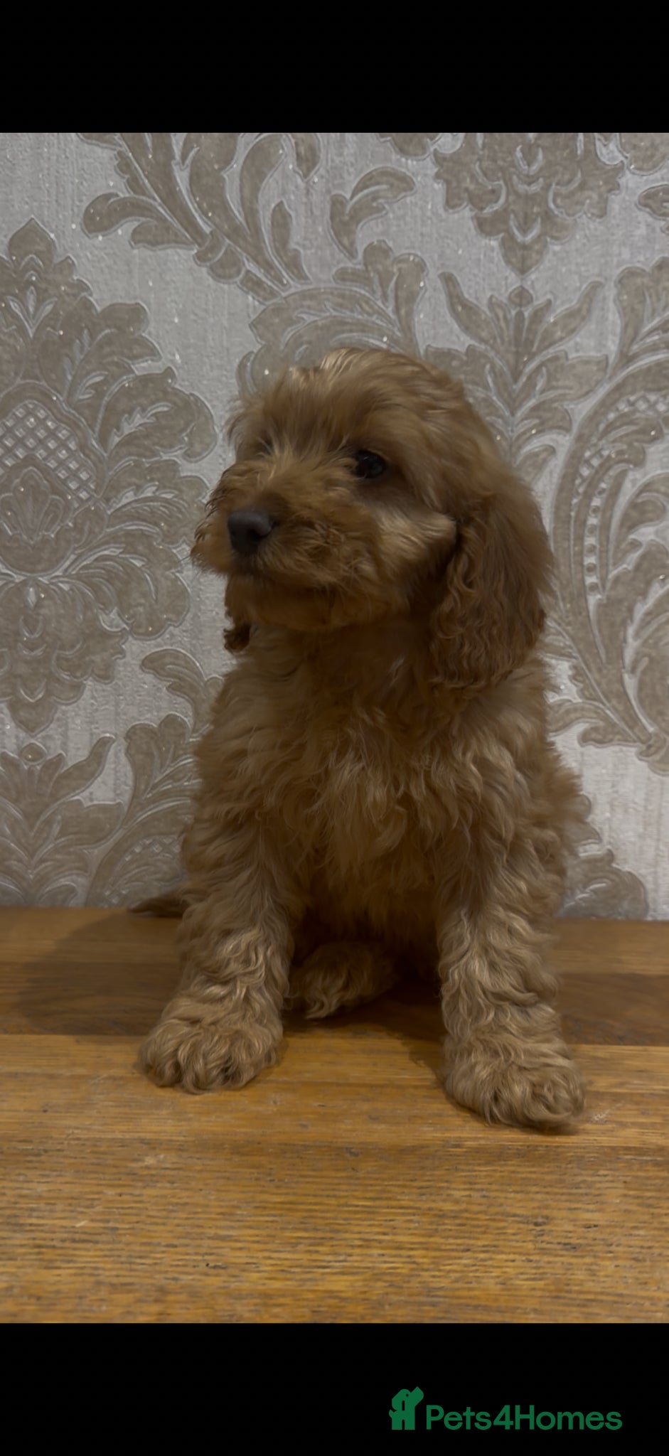 Cockapoo dogs Adorable F1 Cockapoo puppies - Advert 1