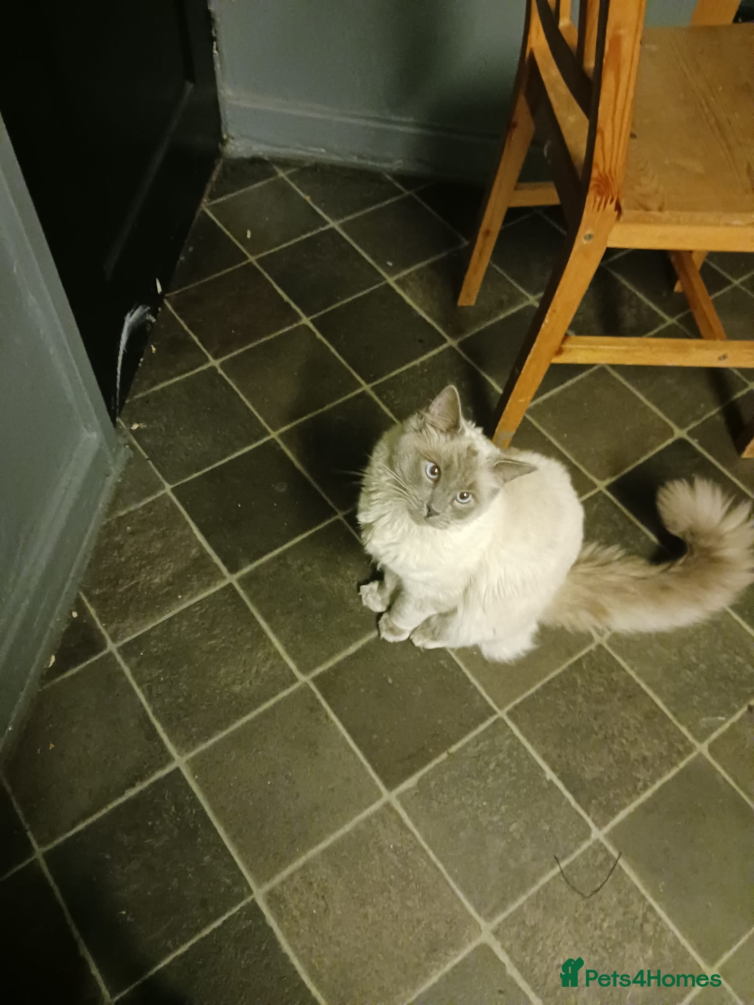 Ragdoll cats Stormy  - Advert 2