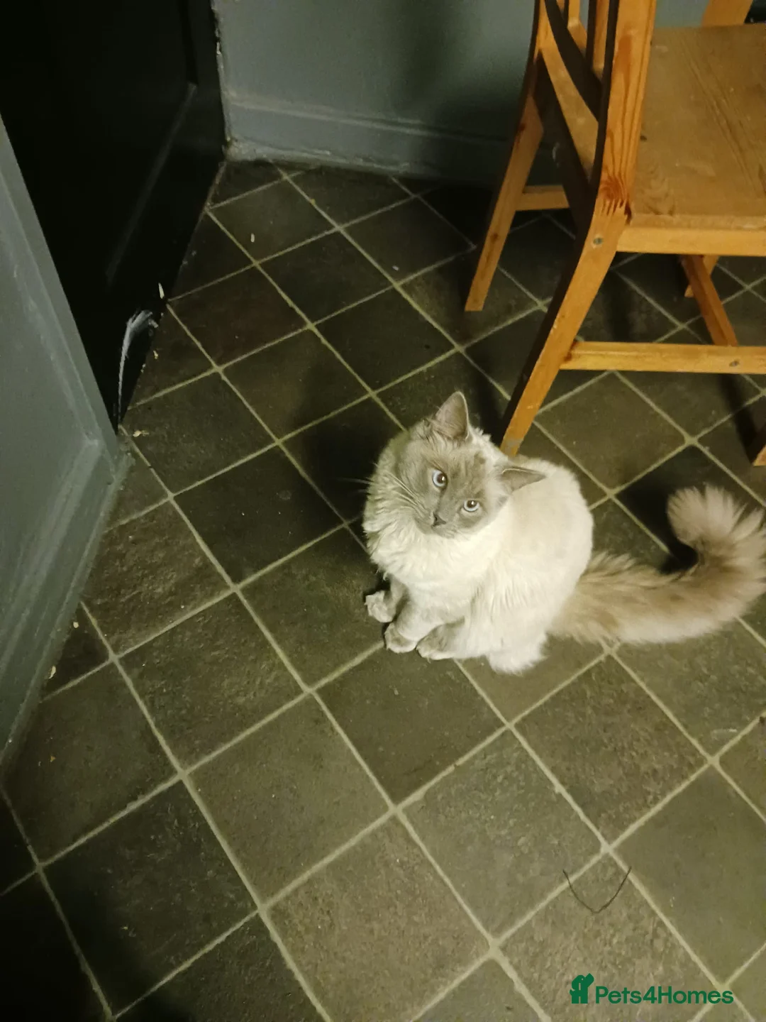 Ragdoll cats for sale: Stormy  - Advert 1