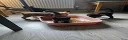 Mixed Breed cats for sale: Kittens looking for forever home. in Stowmarket - Advert 6