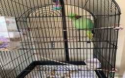 Ringnecks birds for sale: Male Green Indian Ringneck Parrot (On sale) - Image 4