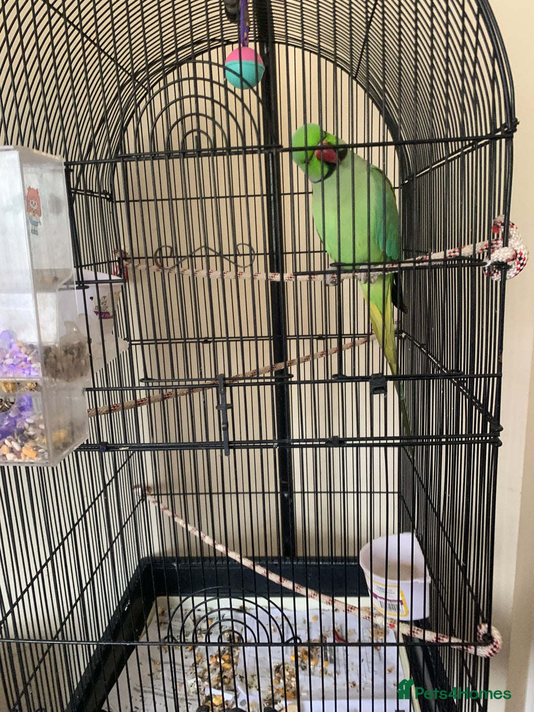 Ringnecks birds for sale: Male Green Indian Ringneck Parrot (On sale) - Image 4