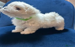 Maltese dogs for sale: Korean Maltese - 2 boys available  - Advert 3