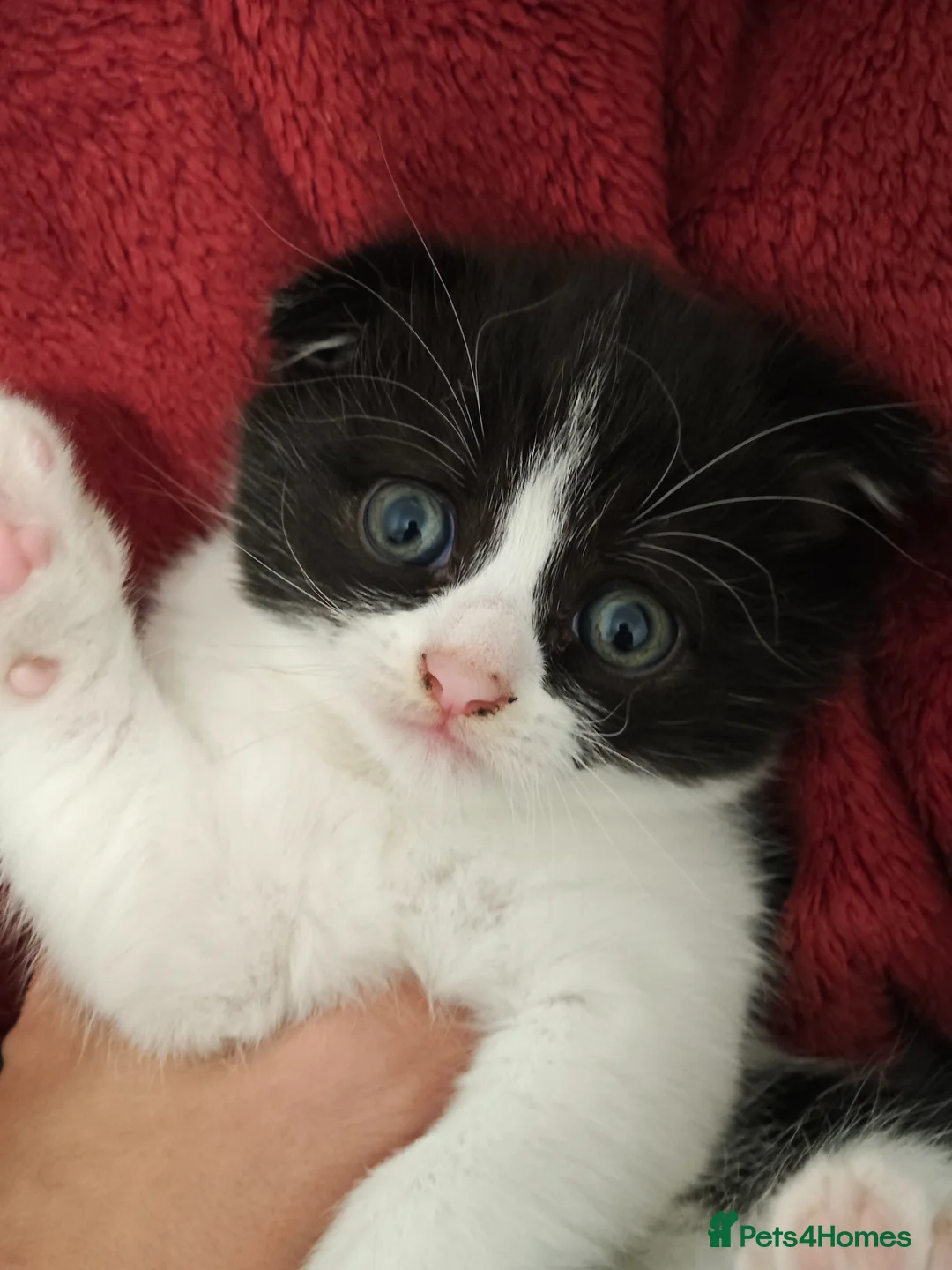 Scottish Fold cats for sale: Scotish fold/british short - Advert 19