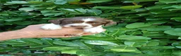 English Springer Spaniel dogs for sale: KC Registered English Springer Spaniels  - Advert 25