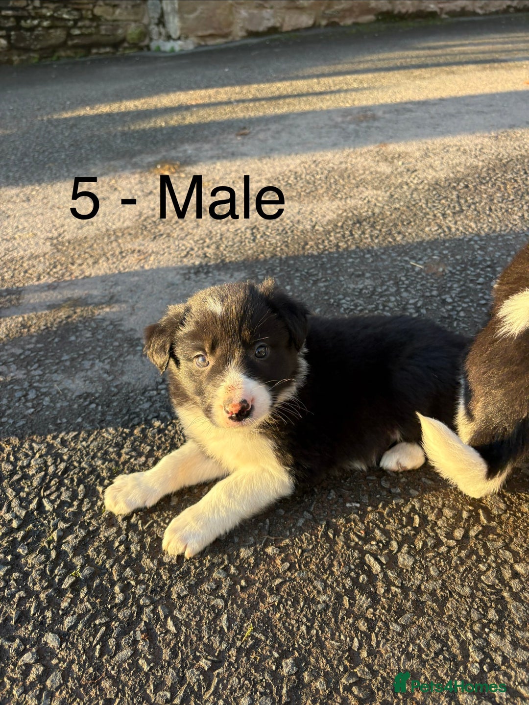 Border Collie dogs for sale: Beautiful Collie Pups - Ready for  **  - £895 - Advert 5