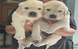 Golden Retriever dogs for sale: CHUNKY CREAM PUPPIES  - Image 1