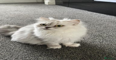 Persian cats - Advert 4
