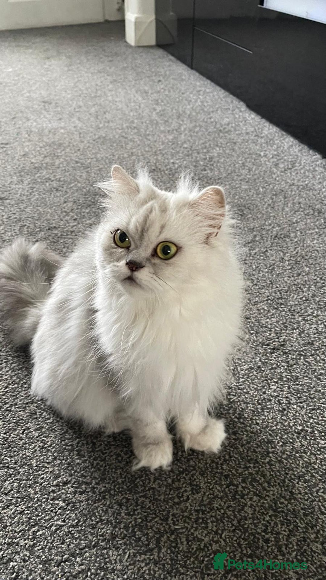 Persian cats for sale: Female - Image 2