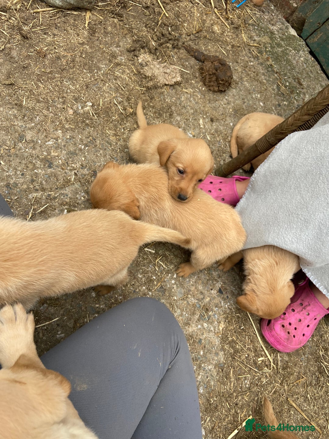Labrador Retriever dogs for sale: Labrador puppies for sale 🐶 - Image 18