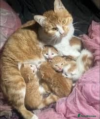 British Shorthair cats Only boy left  - Advert 1