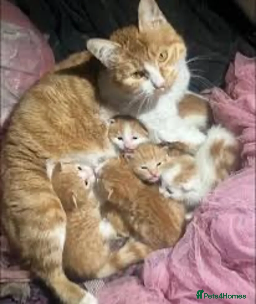 British Shorthair cats for sale: Only boy left  - Advert 1