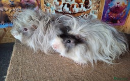 Guinea Pig rodents for sale: Lunkarya - Image 7