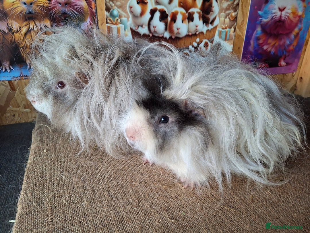 Guinea Pig rodents for sale: Lunkarya - Image 7