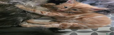Maine Coon Kitten 2