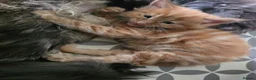 Maine Coon cats for sale: Main coon - Advert 2