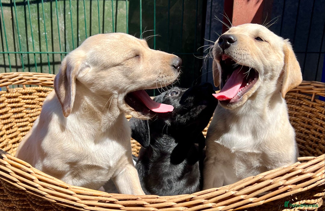 Labrador Retriever dogs for sale: Labrador Pups Chunky traditional type 1 girl left in Barrow-upon-Humber - Image 21