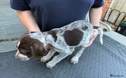 Mixed Breed dogs for sale: German shorthair pointer/wirehairpointer - Image 7