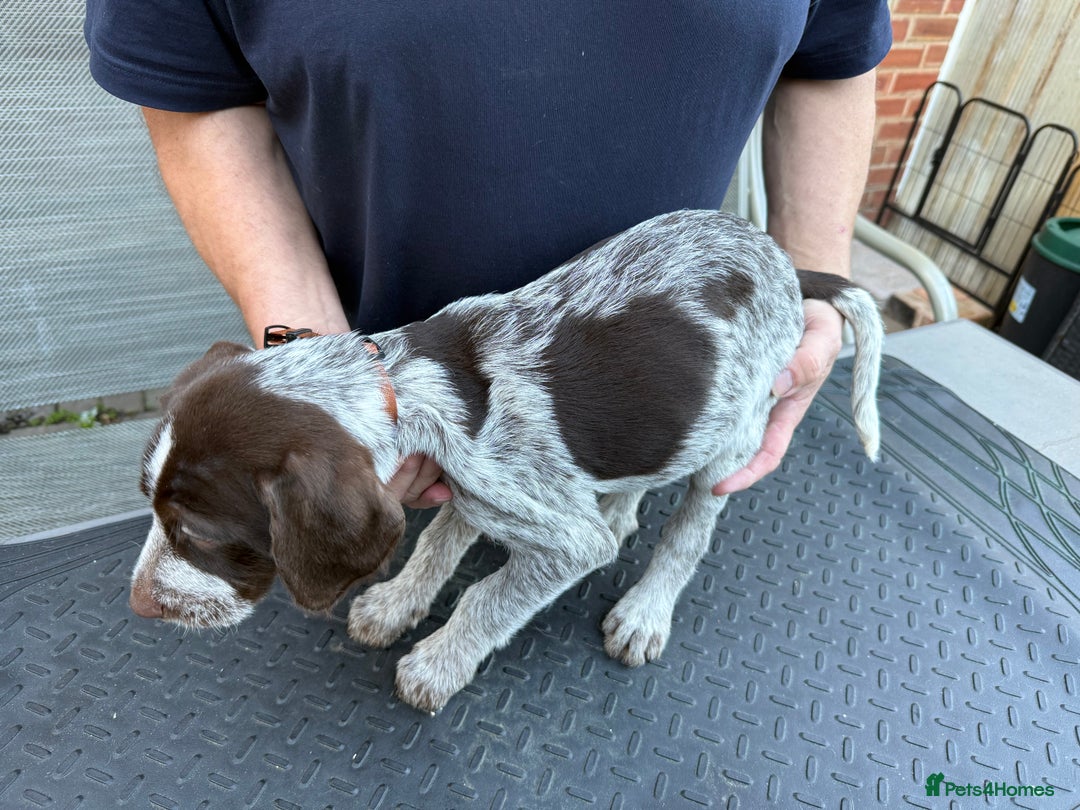 Mixed Breed dogs for sale: German shorthair pointer/wirehairpointer - Image 7