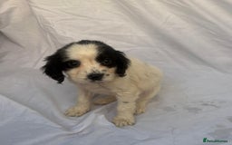 Cocker Spaniel dogs for sale: ADORABLE 🥰 COCKER SPANIELS 🥰 - Image 5