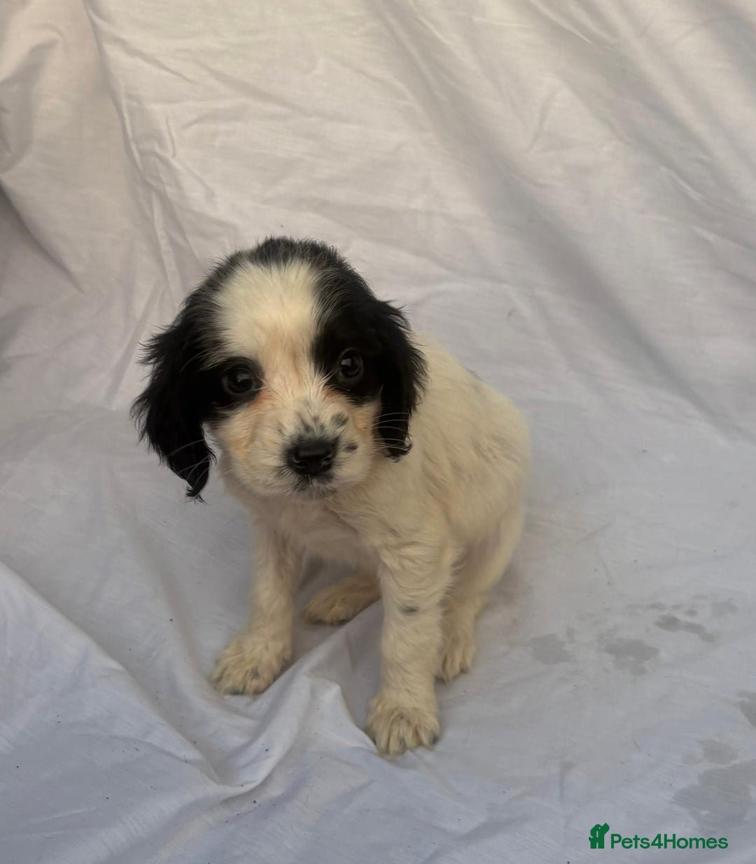 Cocker Spaniel dogs for sale: ADORABLE 🥰 COCKER SPANIELS 🥰 - Image 5