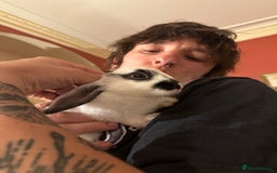 Netherland Dwarf rabbits for sale: Baby Dwarf Rabbit (free)  - Image 5