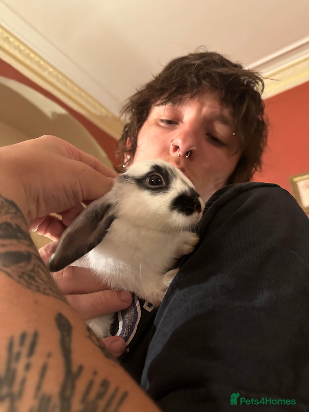 Netherland Dwarf rabbits for sale: Baby Dwarf Rabbit (free)  - Image 5