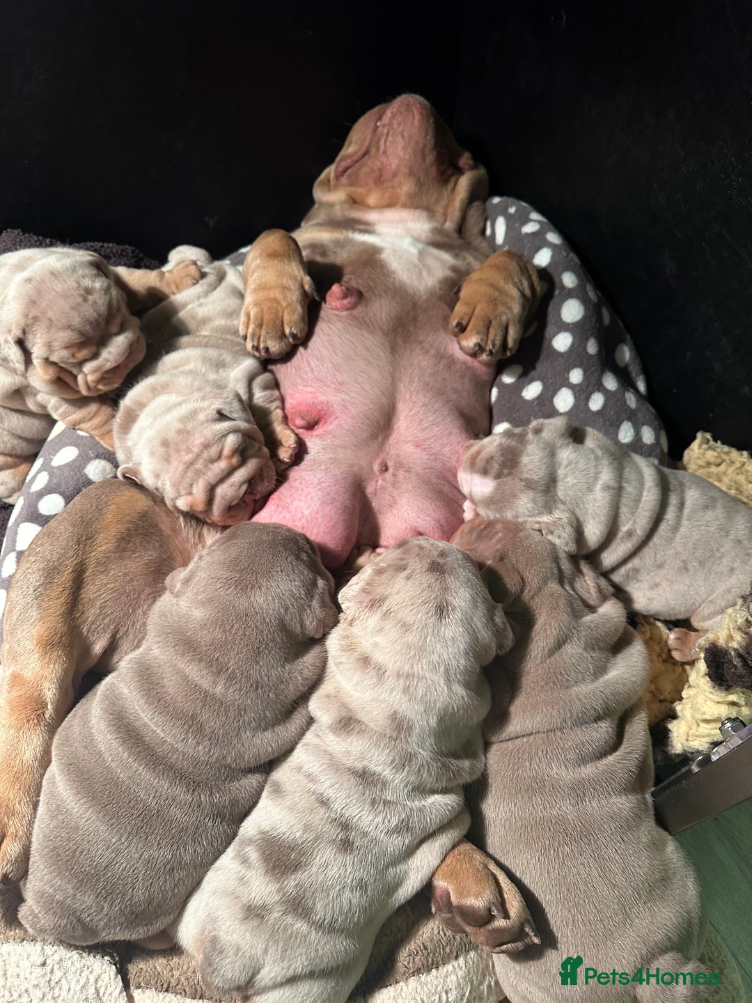English Bulldog dogs for sale: What a precious little chunk! 🐶💕 - Image 5