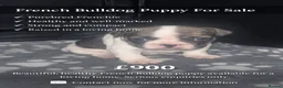 French Bulldog dogs for sale: French bulldog  - Advert 2