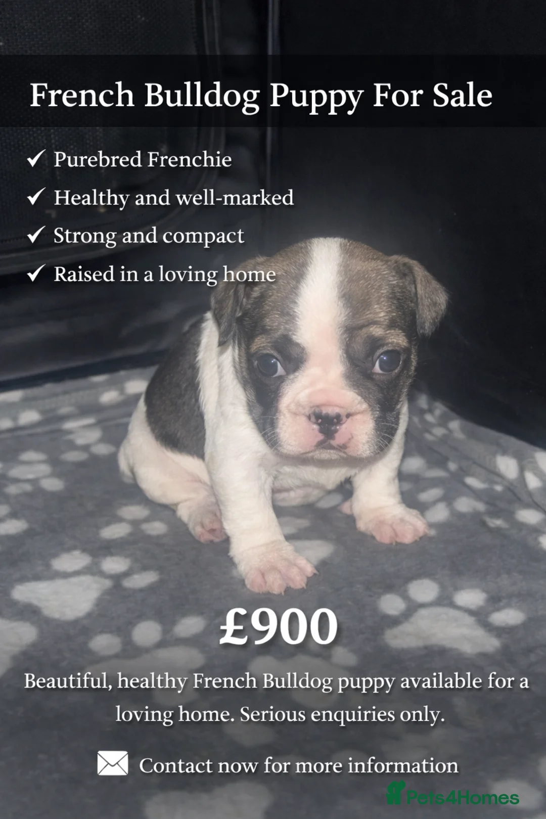 French Bulldog dogs for sale: French bulldog  - Advert 2
