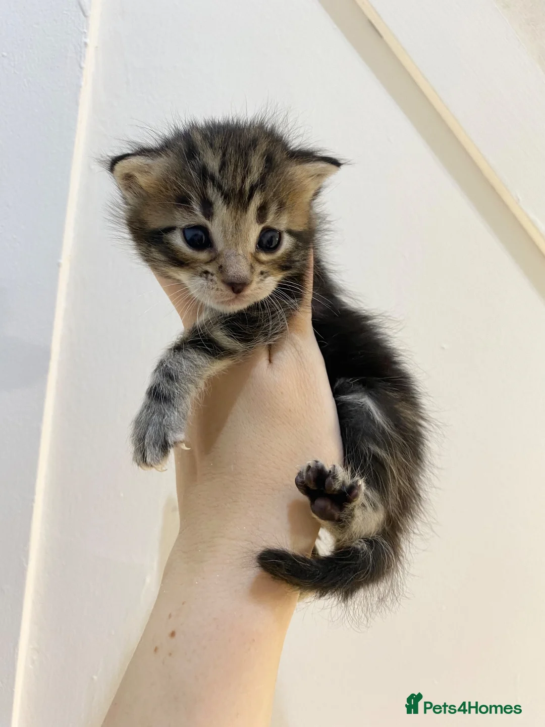 Mixed Breed cats for sale: MAINECOON X BENGAL KITTENS  in Airdrie - Advert 20