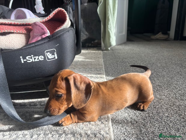 Miniature Dachshund dogs - Advert 2