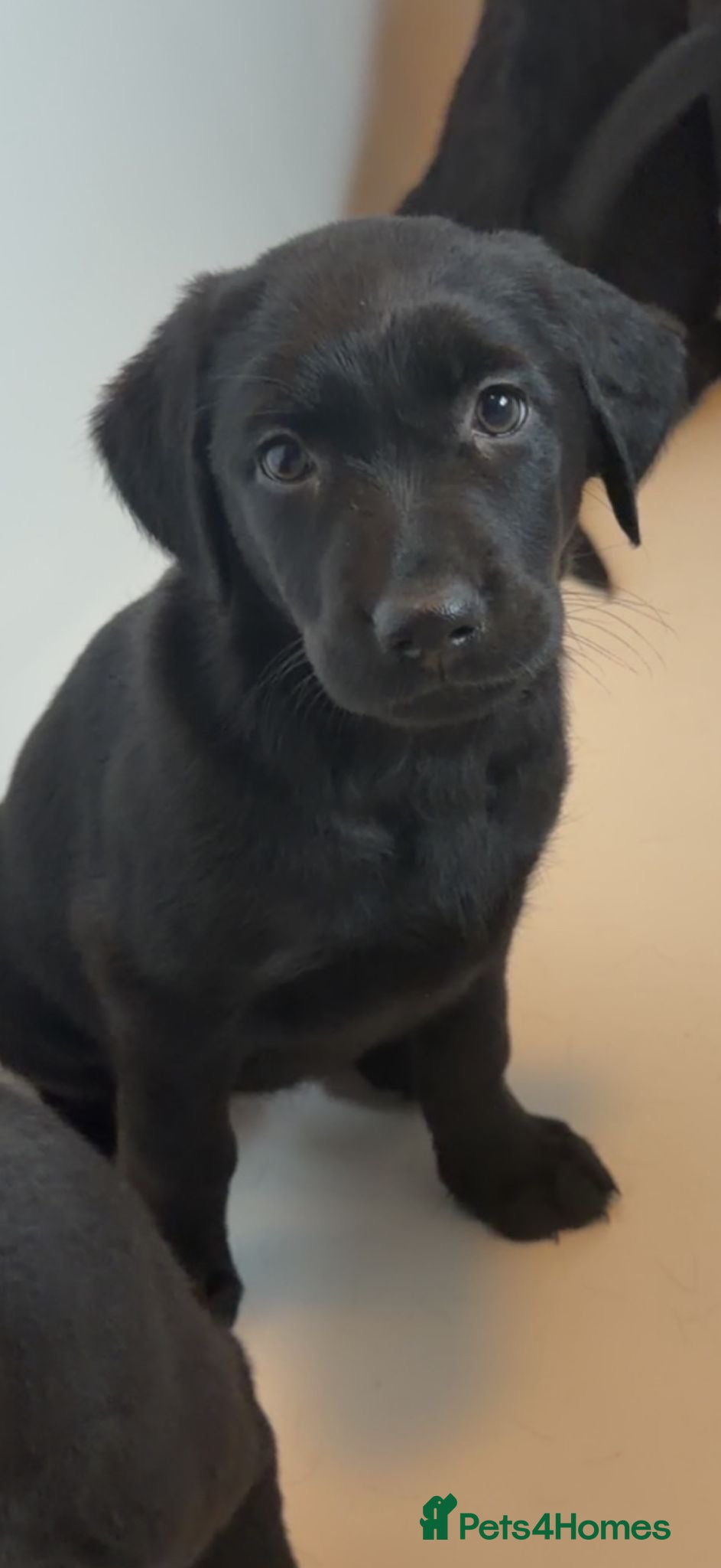 Mixed Breed dogs 🎄🐾 Beautiful German Shep/Springador Puppies 🐾🎄 - Advert 1