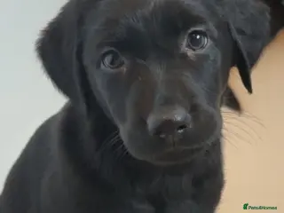 Mixed Breed dogs 🎄🐾 Beautiful German Shep/Springador Puppies 🐾🎄 - Advert 1