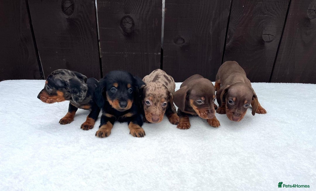 Miniature Dachshund dogs for sale: Dachshund puppies 5Boys  - Image 38