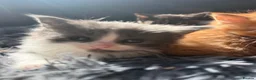 Mixed Breed cats for sale: Stunning kittens - Advert 4