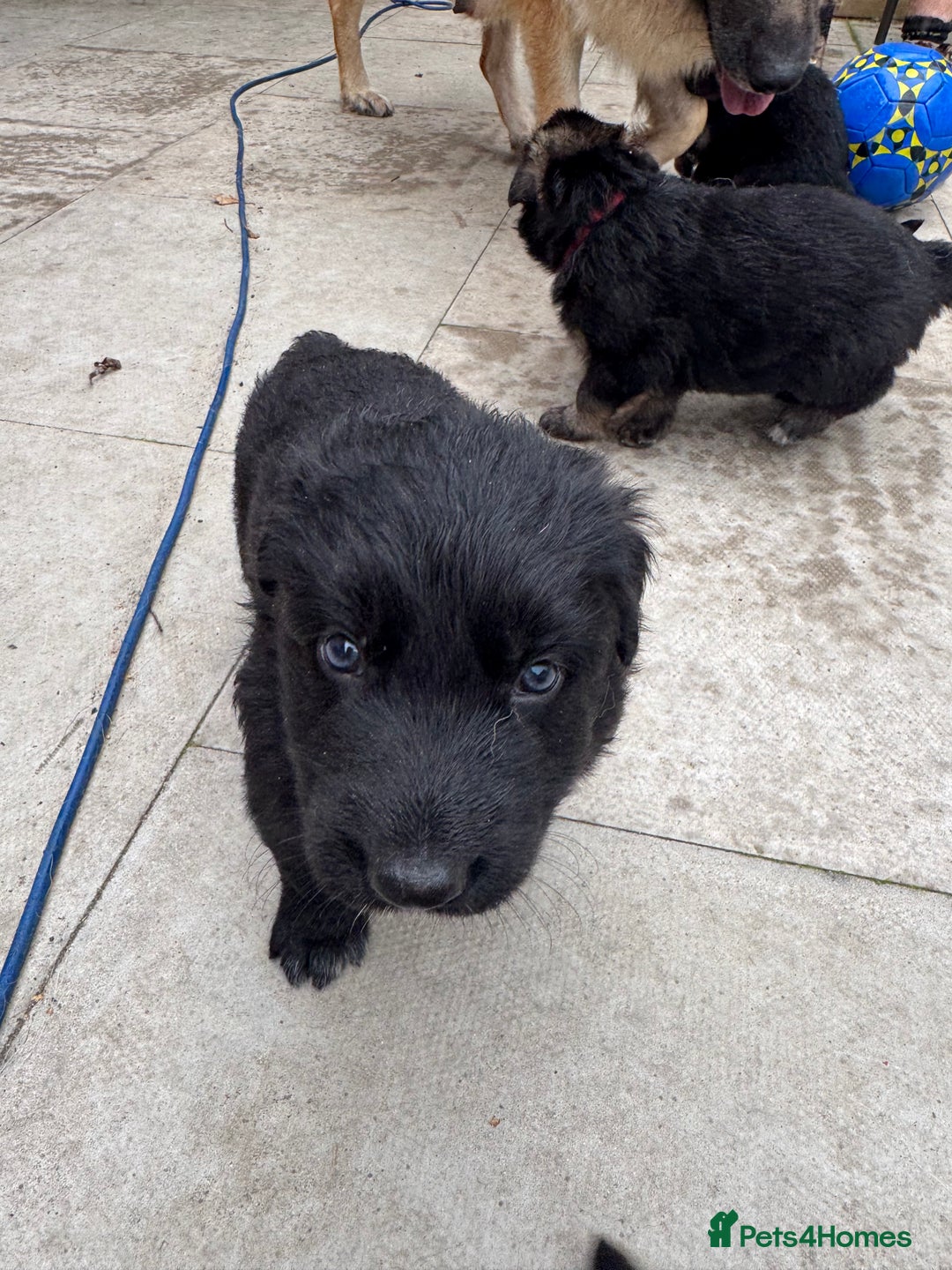 German Shepherd dogs for sale: Stunning top quality German shepherd puppies - Image 22
