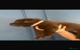 Mixed Breed dogs for sale: Chocolate Shepradors - Image 17