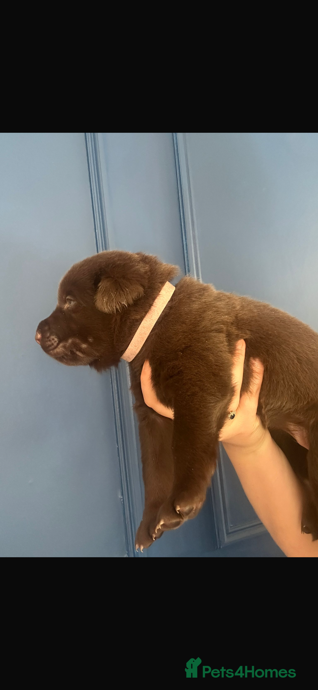 Mixed Breed dogs for sale: Chocolate Shepradors - Image 17