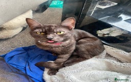 Mixed Breed cats for sale: 2 Fluffy female Kittens - Image 6