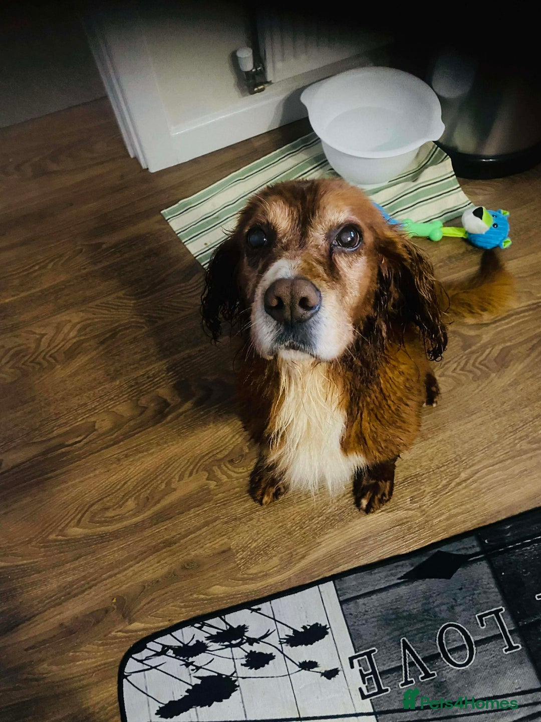 Cocker Spaniel dogs for adoption: Red needs a loving home  - Advert 1