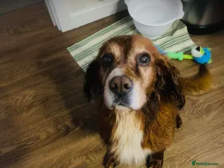 Cocker Spaniel dogs Red needs a loving home - Advert 8